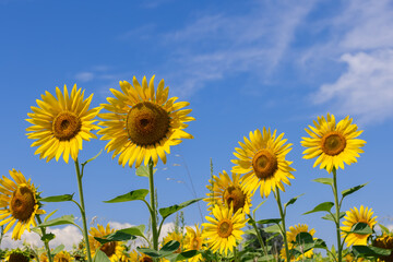 Large yellow sunflowers on a field against a bright summer blue sky (selective focus)