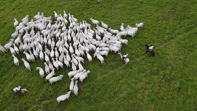 Cowboys on horseback with white cows in Santa Cruz - Bolivia