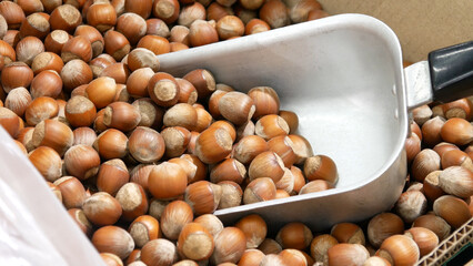Close-up of a pile of beautiful hazelnuts in shell and a metal scoop in it