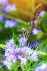 Bee and flower phacelia. Flying bee collects pollen from phacelia against the backdrop of greenery. Phacelia tanacetifolia (lacy). Spring and Summer backgrounds