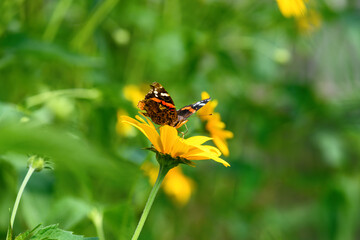 Butterfly and flower. Butterfly admiral on a yellow flower (Vanessa cardui, Nymphalidae). Spring and summer background