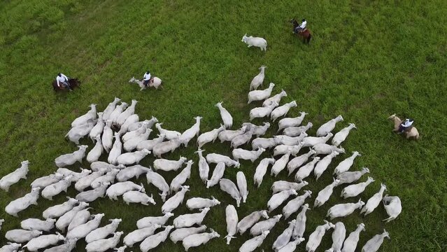 Cowboys on horseback with white cows in Santa Cruz - Bolivia