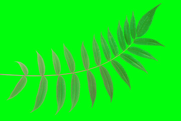 branch with leaves on a green background. vegetation and botany