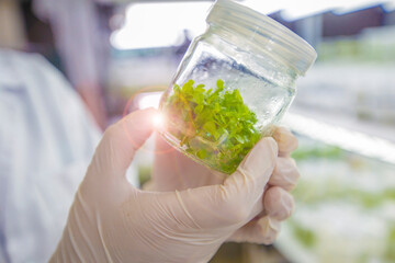 Tissue culture or plant culture