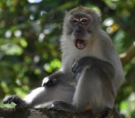 Tired macaque monkey sitting in a tree and yawning