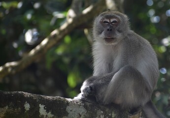 Naklejka na ściany i meble Macaque monkey relaxing in a tree in the Malaysian jungle