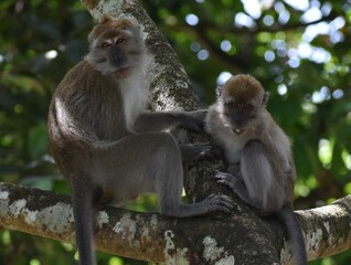 Naklejka premium Young macaque monkeys spending time together in a tree in the Malaysian jungle