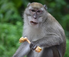 Macaque monkey eating friend chicken in a Malaysian park
