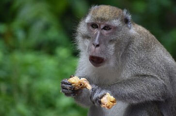 Macaque monkey surprised while eating fried chicken in the jungle