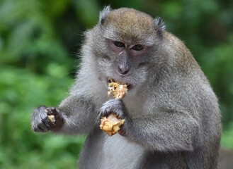 Macaque monkey chewing on fried chicken in the Malaysian jungle