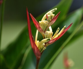 Pretty wild yellow and red tropical flowers growing in the Malaysian jungle