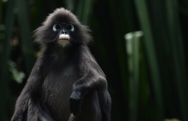 Beautiful langur monkey relaxing in the Malaysian jungle