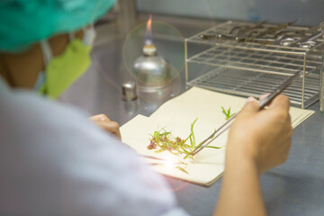 Tissue culture or plant culture