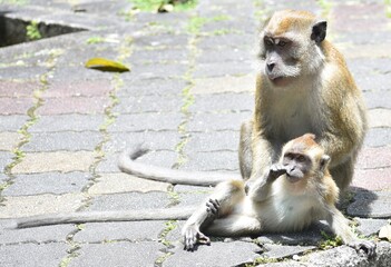 Macaque monkeys relaxing in a Malaysian park