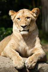 Lioness in a frontal portrait while laying down but looking at the camera