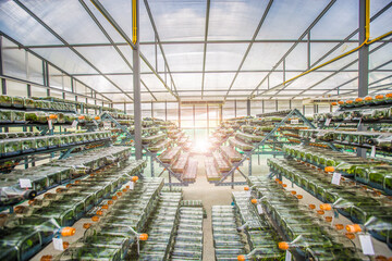 Tissue culture or plant culture