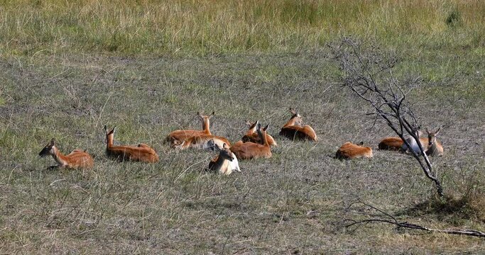 Herd of Antelope lechwe (Kobus leche), or southern lechwe resting in Moremi game reserve, Okavango delta, Botswana, Africa safari wildlife and wilderness