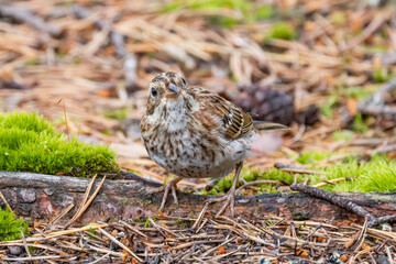 Rustic Bunting