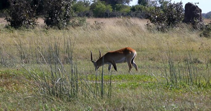 Male of Antelope lechwe (Kobus leche), or southern lechwe, Moremi game reserve, Okavango delta, Botswana, Africa safari wildlife and wilderness