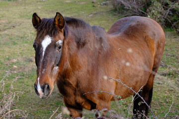 Close-up of a brown horse with a white coat color.