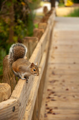 Naklejka na ściany i meble squirrel resting in wood fence