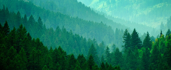 Lush Green Pine Forest in Wilderness Mountains Growth Light Valley