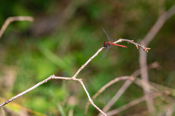 dragonfly on a branch