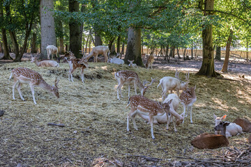 herd of deer