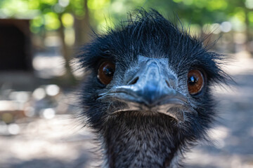 portrait of a ostrich