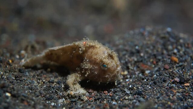 Close-up, a little frog fish quickly goes along the seabed, lifting its dorsal fin. Philippines. Sabang