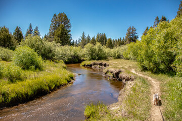 Fototapeta na wymiar Lake Tahoe Meadow Creek