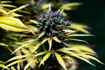 marijuana bud best medical strain