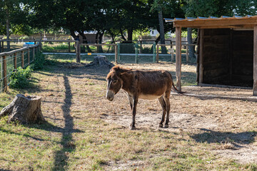 donkey in a farm