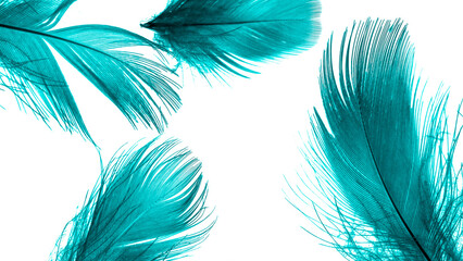 blue duck feathers on a white isolated background