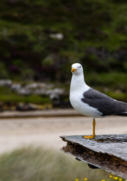 Close up shot of a seagull resting on a pic nic table in a recreative area in the beach in the Isle of Lewis and Harris. Luskentyre Beach, Scotland.