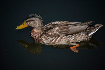 Duck on the water
