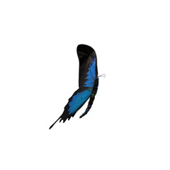 Cobalt blue butterfly