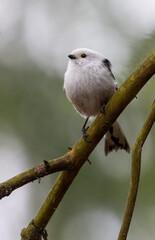 Long-tailed tit
