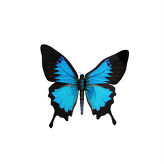 Fototapeta na wymiar Cobalt blue butterfly