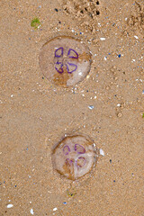 Washed up purple jellyfish, moon jellyfish (Aurelia aurita) on the sandy beach at Dornoch Beach,...