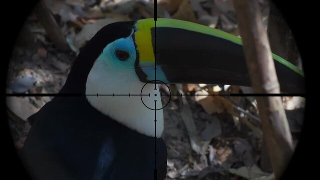 Toucan in Gun Rifle Scope. Wildlife Hunting. Poaching Endangered, Vulnerable, and Threatened Animals