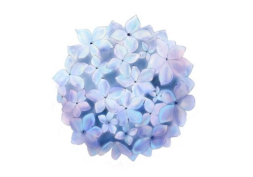 Watercolor isolated blue hydrangea on a white background. Beautiful design for a wedding invitation. Colorful illustration for your creativity.