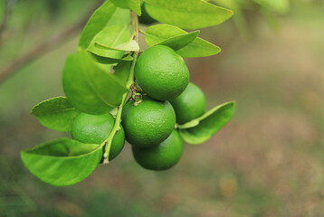 green raw lime hanging on tree in organic farm in thailand for using as a natural product