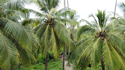 view from the drone of palm plants in the jungle forest in Santa Marta Colombia , Tayrona Natural Park - hike in the forest tourist attraction on the Caribbean sea