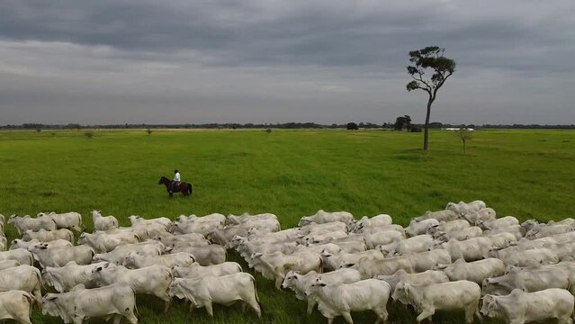 Cowboys on horseback with white cows in Santa Cruz - Bolivia