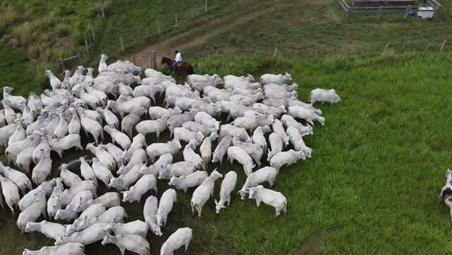 Cowboys on horseback with white cows in Santa Cruz - Bolivia