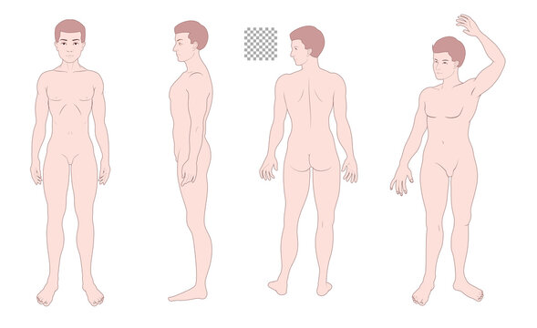 Human body full body illustration set transparent background solid, man, medical, fashion style color front side back
