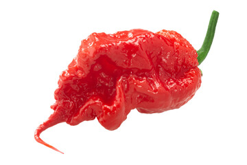 Carolina Reaper pepper isolated. Insanely hot chile. Capsicum chinense x C. frutescens fruit