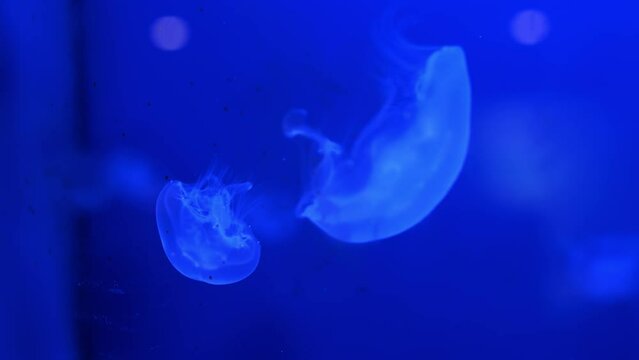 Transparent jellyfish swim slowly in an aquarium in a zoo or oceanarium