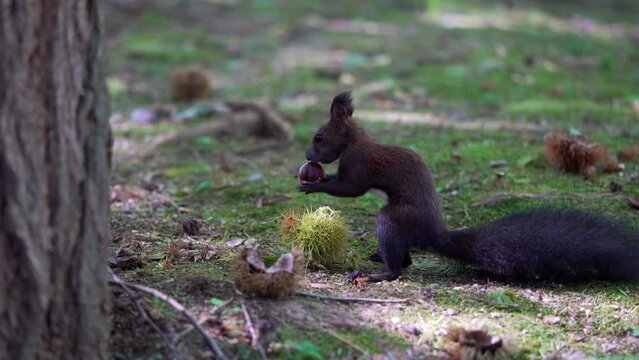 a squirrel peeling a chestnut next to a tree